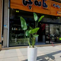 پرنده بهشتی مصنوعی وارداتی  اقساط