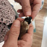 سهره چهار گل نما|پرنده|مهران (ایلام), |دیوار