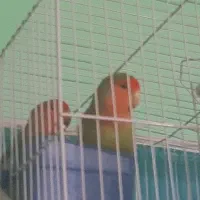 طوطی برزیلی