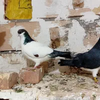 کفتر ساده پرشی و جفتگاه و کل|پرنده|میان جلگه, |دیوار