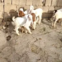 کهره گلابی  و کاموری اصل بز میش بره قوچ