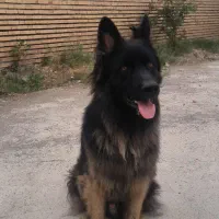 ژرمن شپرد|سگ|گمیشان, |دیوار