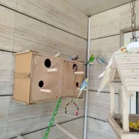 مرغ‌عشق مولد‌طوطی‌برزیلی‌مولد‌عروس هلندی‌مولد