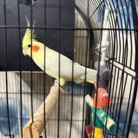 عروس هلندی لوتینو