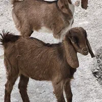 کهره نر ماده دورگ