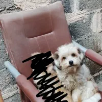 واگذاری سگ پاپی|سگ|نجفآباد, کهریزسنگ|دیوار