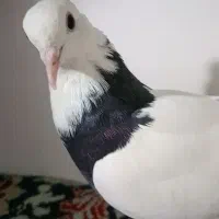 کفتر آلمانی .طوقی.کله سار.ساده