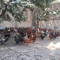 مرغ وخروس محلی|حیوانات مزرعه|کوهسار (البرز), |دیوار