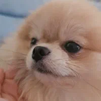 پامر روس اصلی