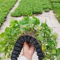 نشا بادمجان،گوجه و صیفی جات