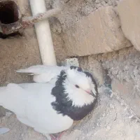 طوقی سیا ماده 350 کفتر سفید نیم طوق نر مست 200