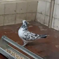 کبوتر رفتنی