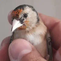 جوجه سهره نیم گل نشوندارکیاسر معاوضه با سهره قناری