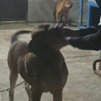 سگ نگهبان