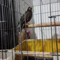 مینا سخنگو|پرنده|پاکدشت, پاکدشت (مامازند)|دیوار