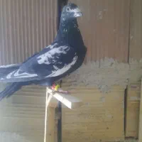 کبوتر|پرنده|شیروان (خراسان), |دیوار