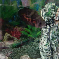 ماهی اسکار سالم وسرحال|ماهی|تهران, مجیدیه|دیوار