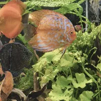 جفت دیسکس مولد