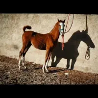 نریون و مادیون