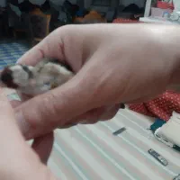 سهره نر داغسر|پرنده|قزوین, |دیوار