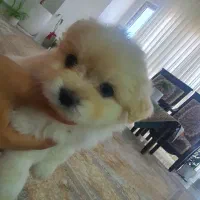 توله سگ پامر|سگ|کرمان, |دیوار