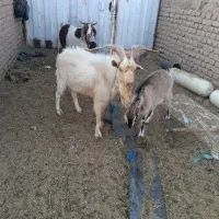 نر بز اصل سانن|حیوانات مزرعه|نیمبلوک, |دیوار