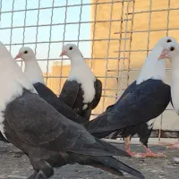 کله سفید پرشی