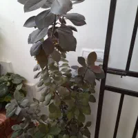 گل و گیاه های خانگی