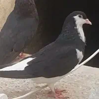 کفتر|پرنده|خمینیشهر, |دیوار