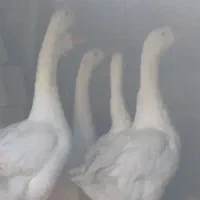 غوغاز دورگه|حیوانات مزرعه|نکا, |دیوار