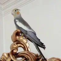 عروس سیامون نر بالغ سخنگو ودستی  وجوجه عروس|پرنده|تربت‌حیدریه, حسنی بالا|دیوار