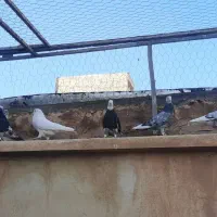 تعدادی کبوتر یکجا