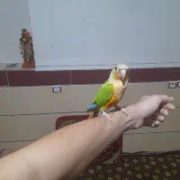 طوطی گرینچیک|پرنده|جیرفت, |دیوار