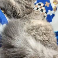 گربه ماده