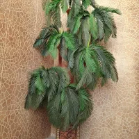 گلدون نخل خارجی