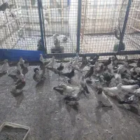 ۶۰و۷۰تاکفتر پرشی خال جفتی ۳۸۰ هزار تومان|پرنده|تهران, فلاح|دیوار
