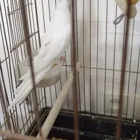 عروس هلندی آلبینو نر|پرنده|شاهین‌شهر, شهرک ردانی پور|دیوار