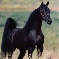 پانسیون اسب(نگهداری ازاسب شما)