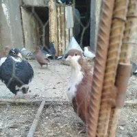 یک جفت گلی ریش کلاهی خشگل