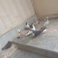 کفتر|پرنده|محمدیه-قزوین, |دیوار