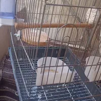 قفس پرنده