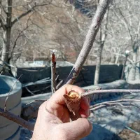 مهندسی و مشاوره باغ هرس کودهی سم درختکاری گل کاری|خدمات باغبانی و درختکاری|کازرون, |دیوار