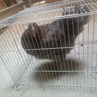 مرغ تخم گذار
