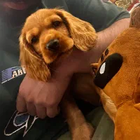 کوکر اسپانیل وارداتی|سگ|مشهد, سجاد شهر|دیوار