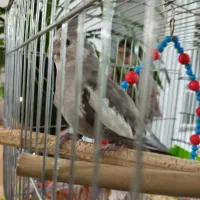 عروس هلندی گمشده