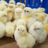 جوجه گوشتی۱۰تومان
