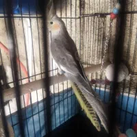 ۳ عدد عروس هلندی بالغ|پرنده|قزوین, |دیوار