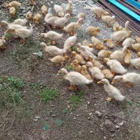 جوجه اوردک هلندی یک ماهه