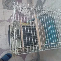 قفس|لوازم جانبی حیوانات|شیراز, سهل‌آباد|دیوار