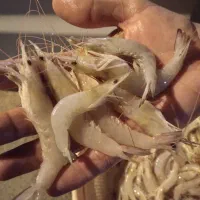 چندنفرخانم جهت تمییزکردن و بسته بندی میگو